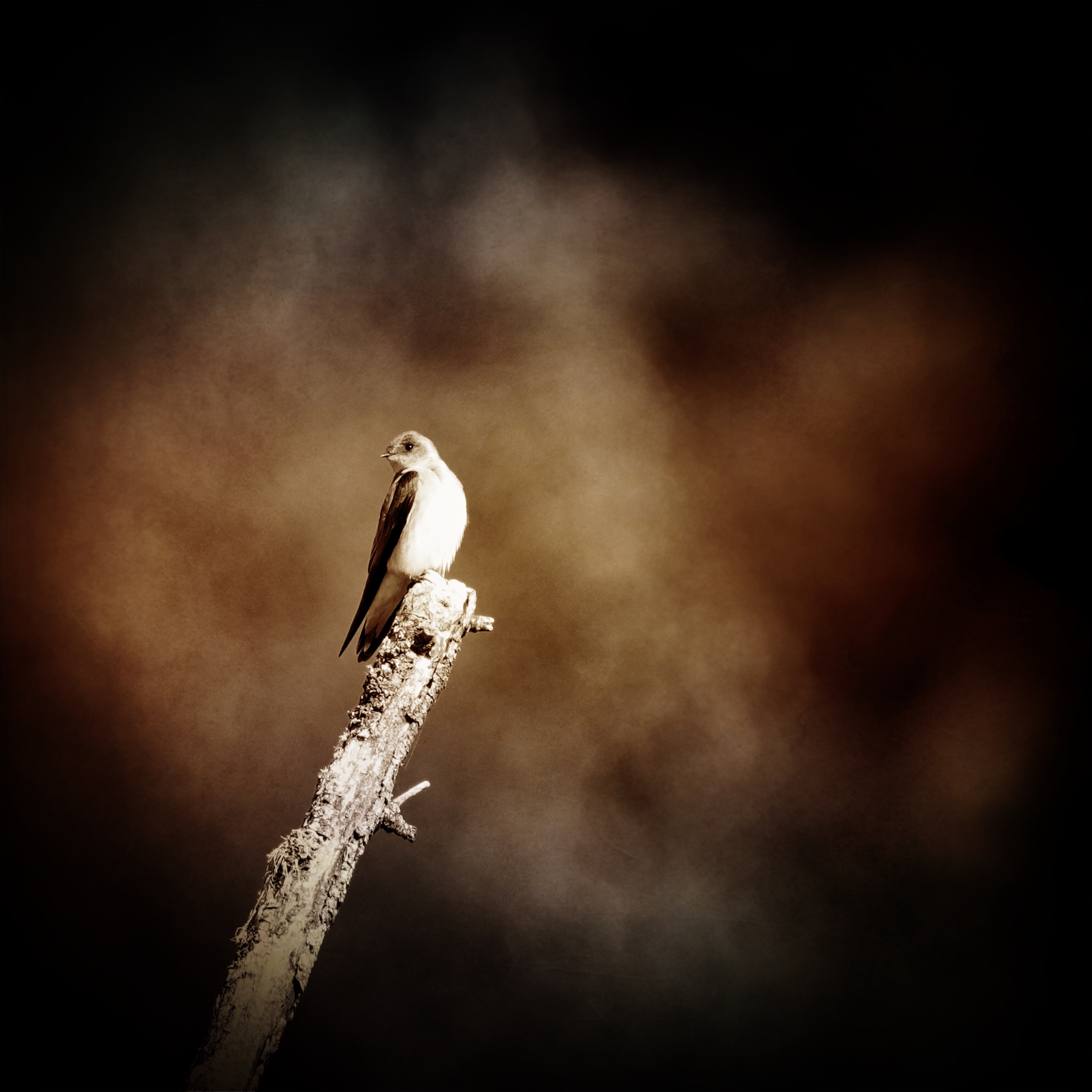 A norther rough-winged swallow on a branch with high contrast, vignette and desaturation