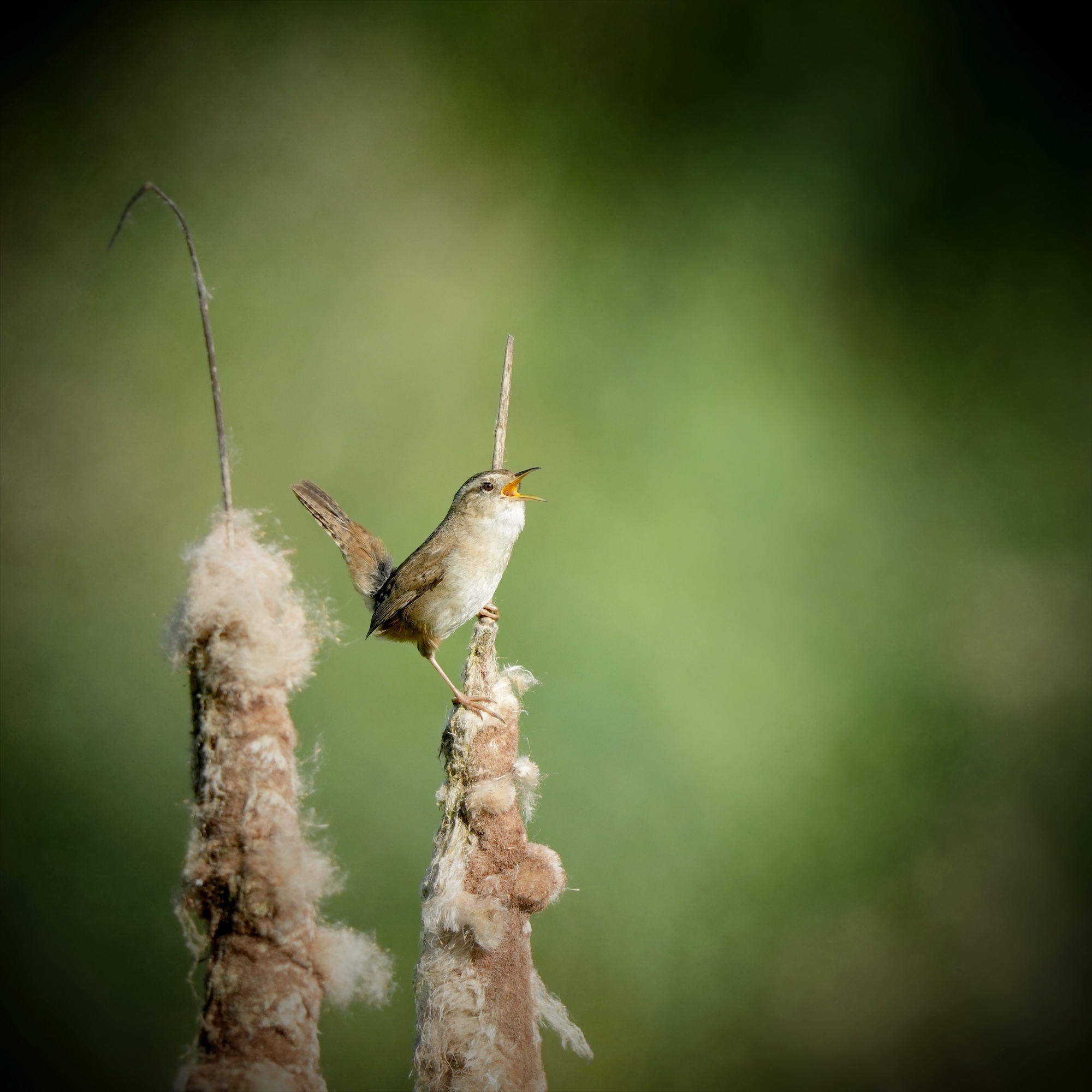 A marsh wren standing at the top of a cattail with their beak open facing to the right. The tail and body make a V. Green background with a vignette.