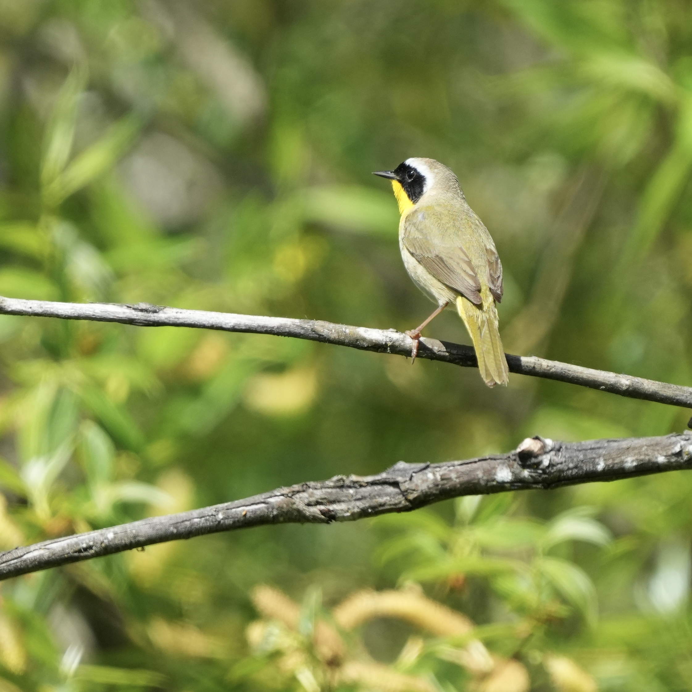 A common yellow throat from the back, but at least you can see a little bit of yellow on his throat because he’s looking to the left. This bird looks like they are a raccoon with a black mask, yellow throat and greenish- brown body.