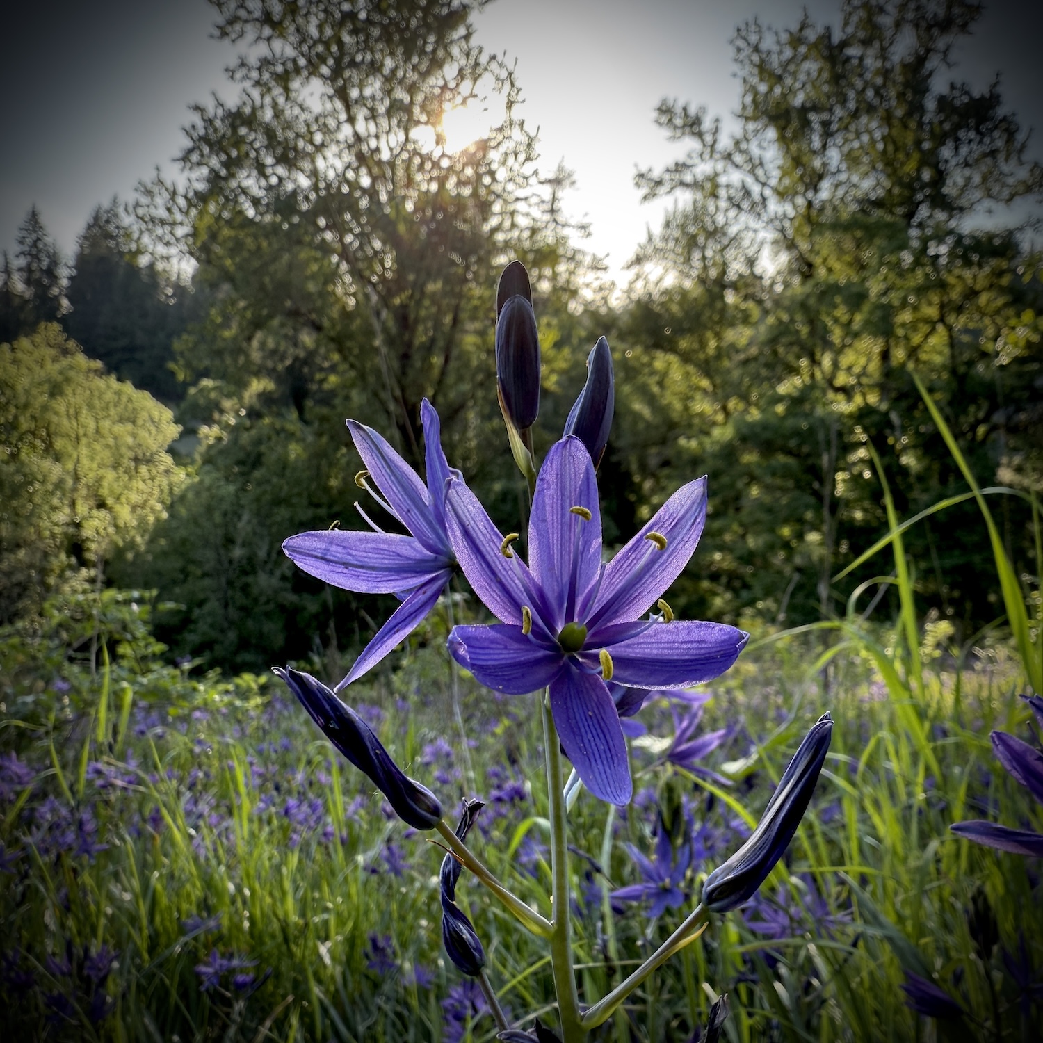A camas lily with a golden sun lighting the background of field and forest. The lily is purple with 6 petals with multiple going up the stem and yellow anthers coming from the center.