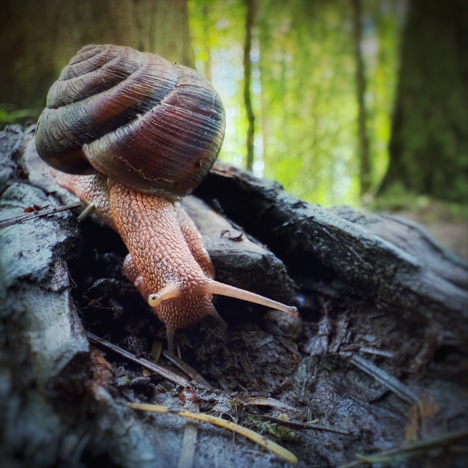 A snail on a log in a moist forest. It’s eye seems to be looking right at the camera as it moves off of some wood.