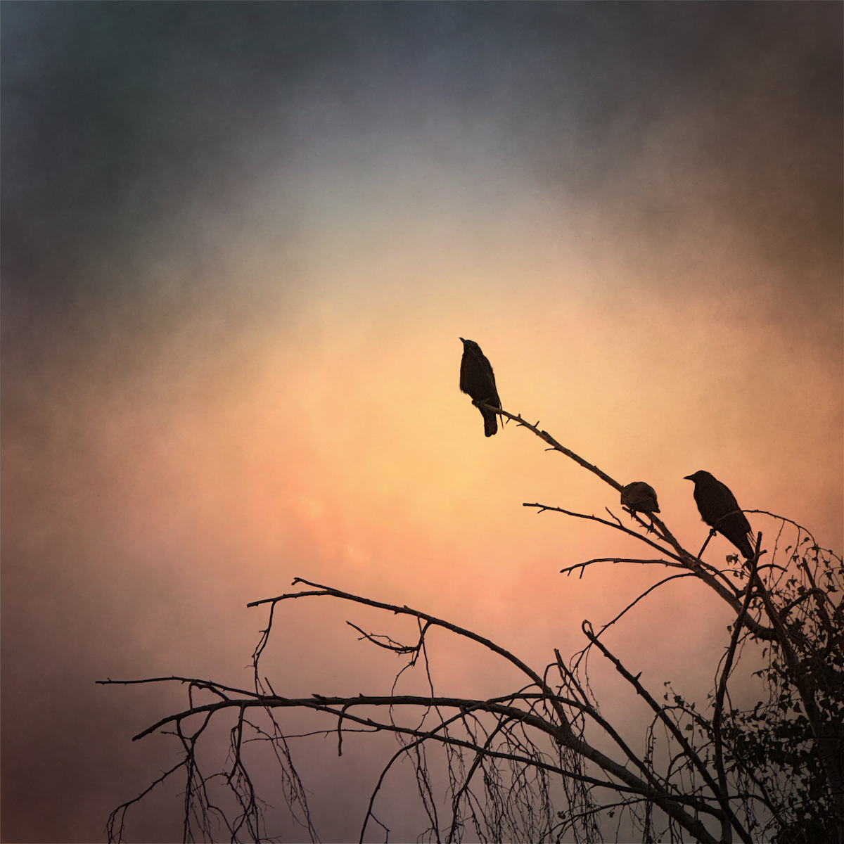 Three crows silhouetted with a sunset sky and vignette. A texture and light filter applied for a brightness around the crow and vignette.