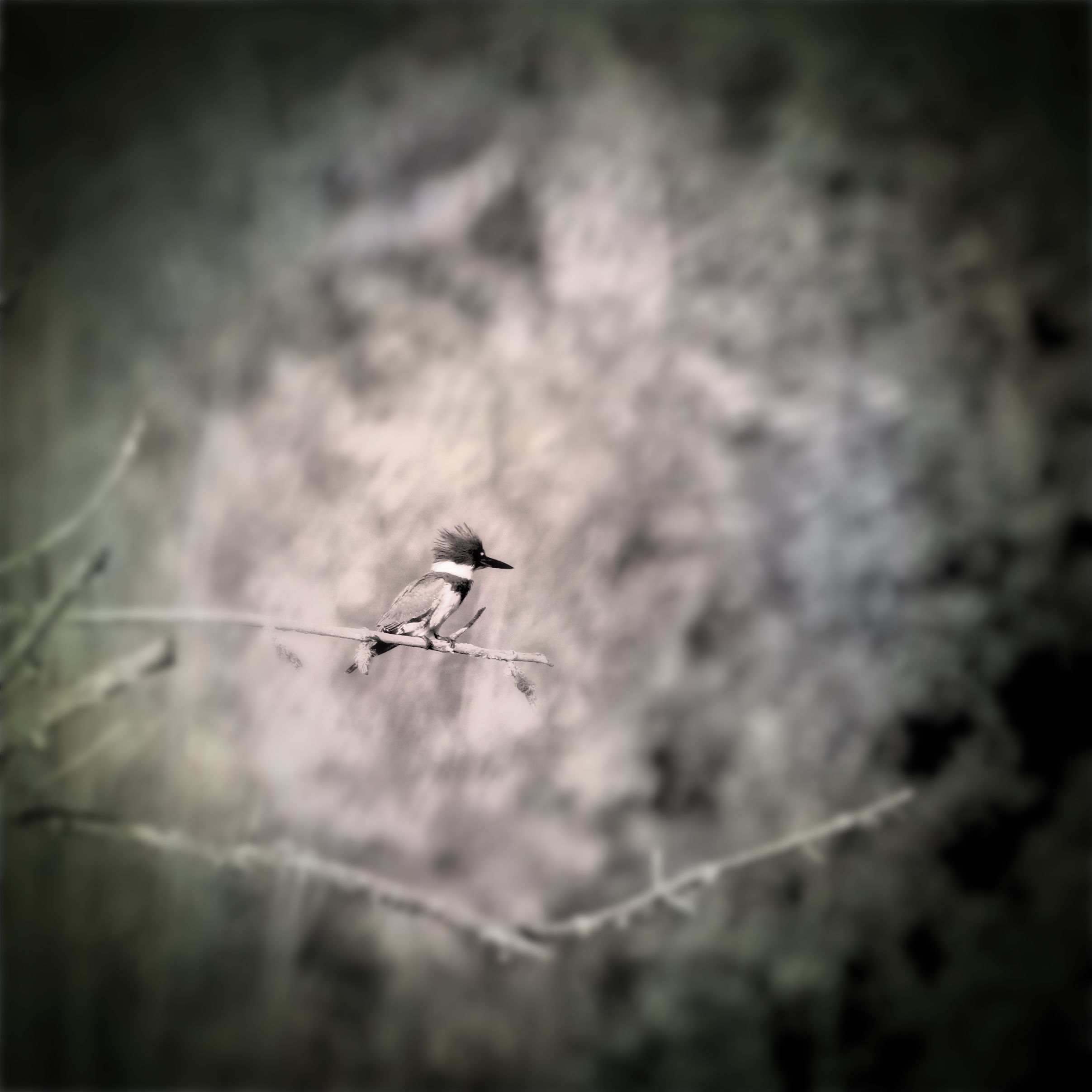 A belted kingfisher on a branch with blur all around and desaturation with bokeh. This bird has a large head and beak with a small body.