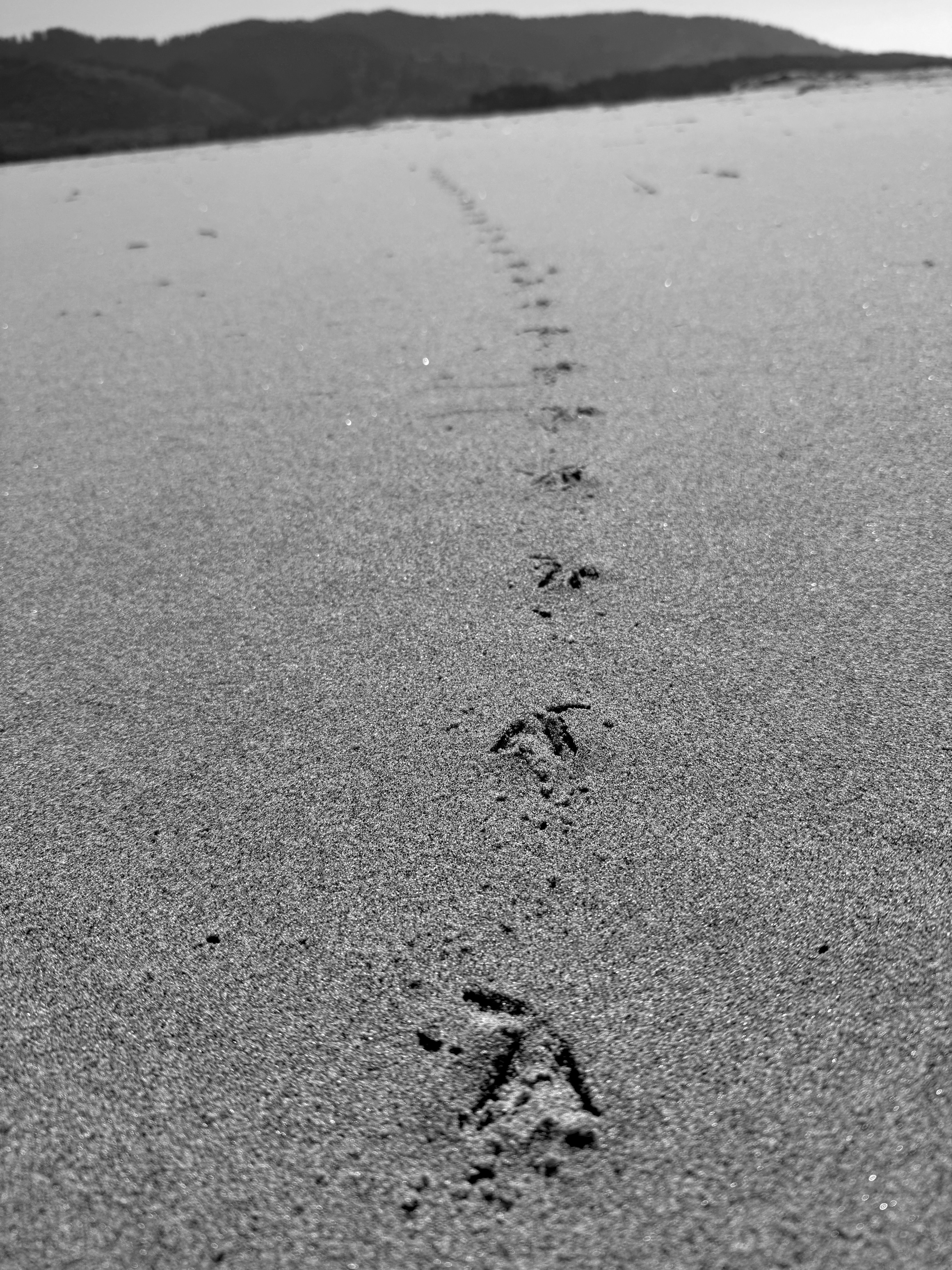 Snowy plover prints on sand going off into the distance in a black and white photo.