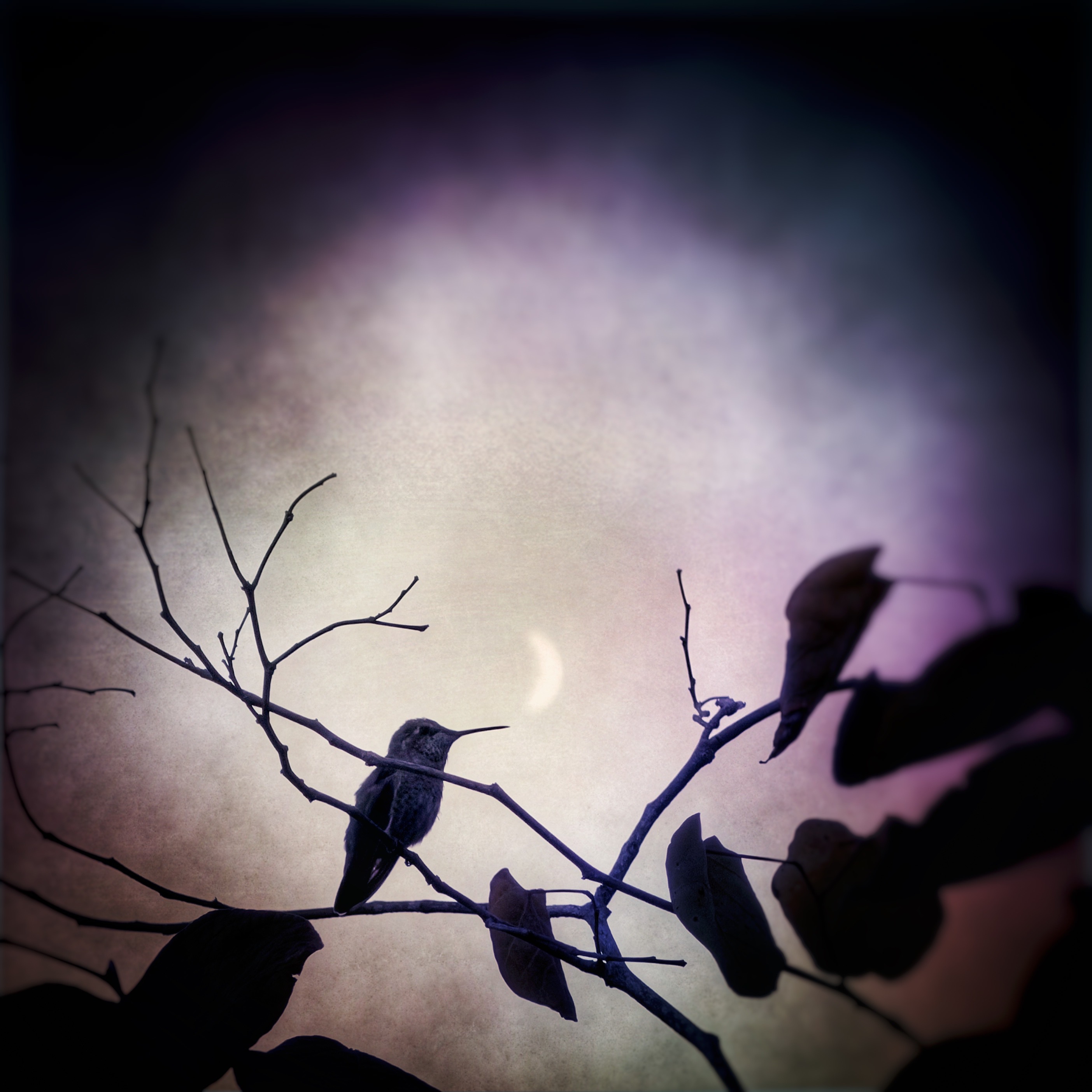 Anna’s hummingbird with beak at the lower point of a blurred moon sliver. The image is vignetted and textured with desaturation and purple and blue tint. The hummingbird sits on a branch that has started to lose its leaves.